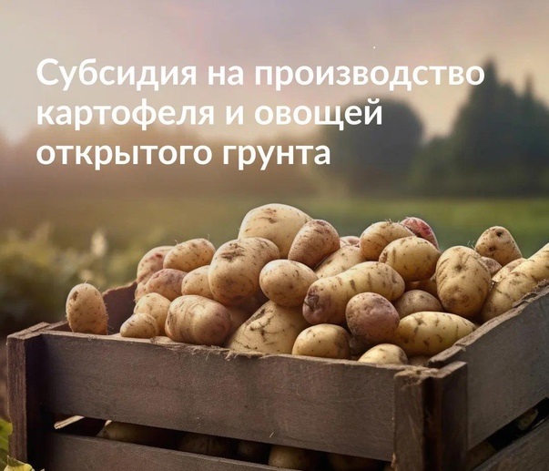 Минсельхозпрод РД осуществляет прием документов по предоставлению субсидии на поддержку производства картофеля и овощей открытого грунта. Минсельхозпрод РД осуществляет прием документов по предоставлению субсидии на поддержку производства картофеля и овощей открытого грунта.
